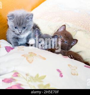 Three funny Scottish kittens on the bed, the theme of domestic cats and kittens Stock Photo