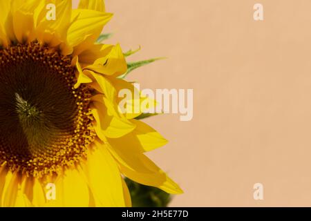 Common sunflower, (Helianthus annuus) Stock Photo