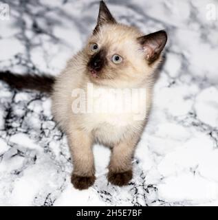 Thai kitten on marble, pet kittens theme