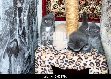 four 5 weeks old kitten on a scratching post, on a carpet background, the theme of domestic cats and kittens Stock Photo