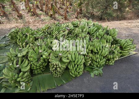 Raw banana bunches stacked on road ready to be shipped for sale Stock Photo