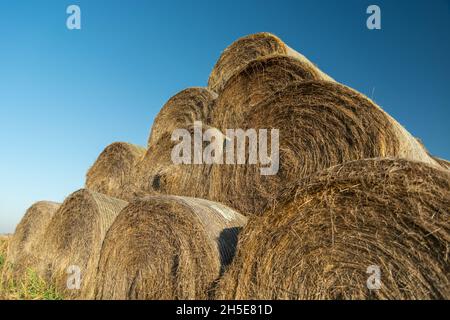 Round hay bales stacked and blue sky, October day Stock Photo