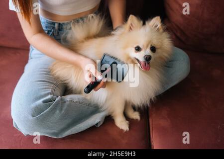 Close-up cropped shot of unrecognizable young woman gently combing pretty white small Spitz pet dog, sitting on floor at home. Stock Photo