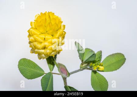 (Trifolium aureum) golden hop clover Wild flower during spring, Cape Town, South Africa Stock Photo