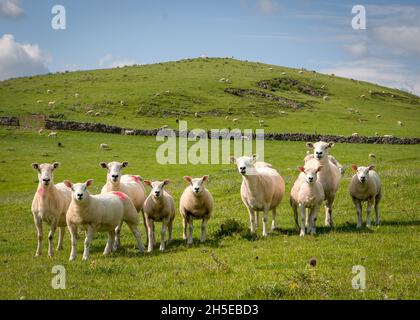 A flock of sheep stare at the photographer on the hillsides above Ilam in the Peak District Stock Photo