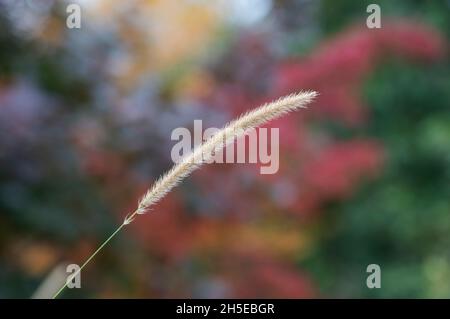 Pennisetum Macrourum. African feather grass in autumn Stock Photo