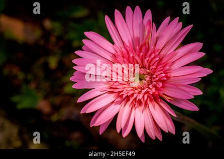 Bright pink gerbera daisy flower close-up picture Stock Photo