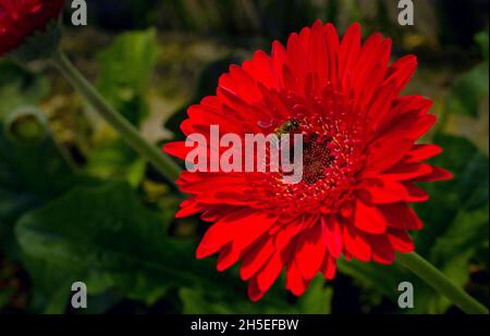 Bright red gerbera daisy flower close-up picture Stock Photo
