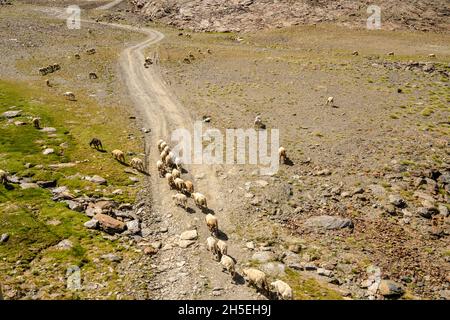 A flock of sheep and goats grazing on the slope of Sierra Nevada mountains, Andalusia, Spain Stock Photo
