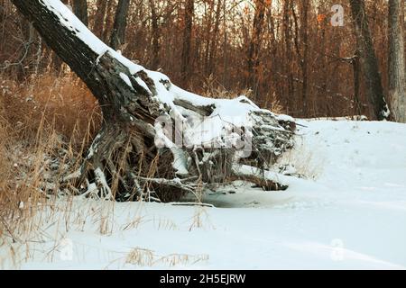 Forest Roots Snow Tree roots in the snow Stock Photo - Alamy