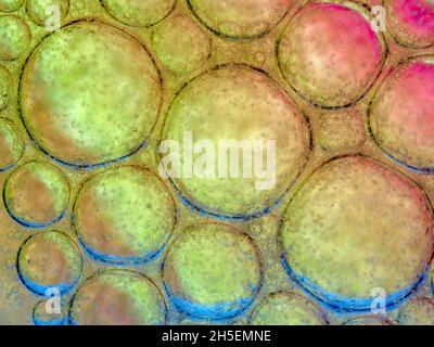 Oil bubbles in water Stock Photo