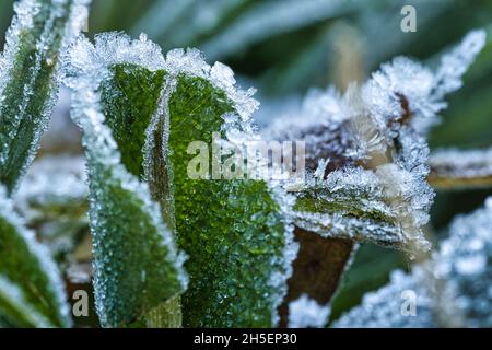 Iced dew drops on plant leaves and grass. Winter and cool season Stock Photo