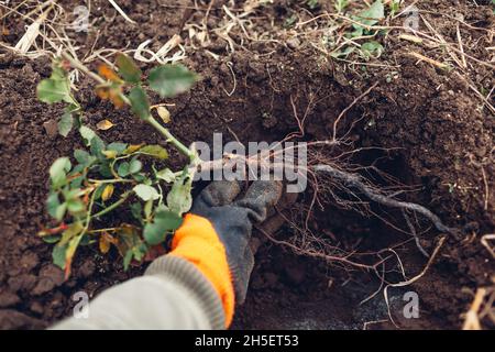 Gardener planting rose bush into soil outdoors. Autumn fall garden work. Putting roots in hole Stock Photo