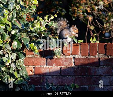 Grey squirrel on a red brick wall Stock Photo