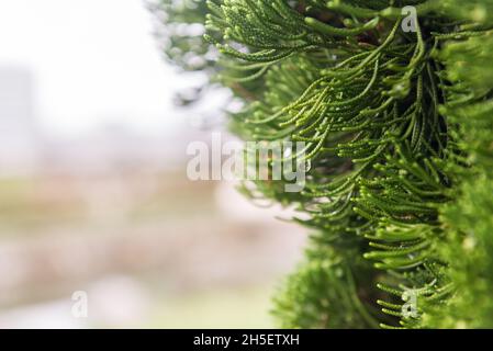 Small drops of water on the branches of a pine tree outside Hiroshima Castle, Japan Stock Photo
