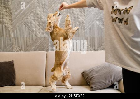 American cocker spaniel stands on two legs on a beige sofa and reaches for food. Female hand gives a treat. Stock Photo