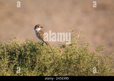 Mariqua Flycatcher standing on a shrub in Kgalagadi transfrontier park, South Africa; specie family Melaenornis mariquensis of Musicapidae Stock Photo