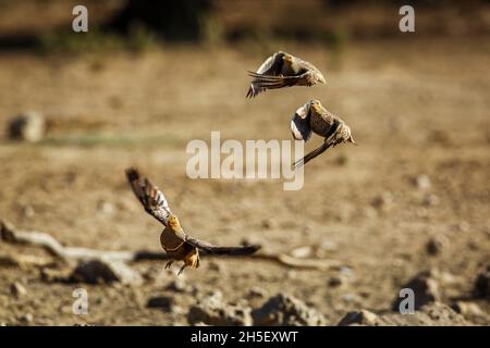 Three Namaqua sandgrouse flying away in Kgalagadi transfrontier park, South Africa; specie Pterocles namaqua family of Pteroclidae Stock Photo