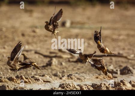 Flock of Namaqua sandgrouse flying away in Kgalagadi transfrontier park, South Africa; specie Pterocles namaqua family of Pteroclidae Stock Photo