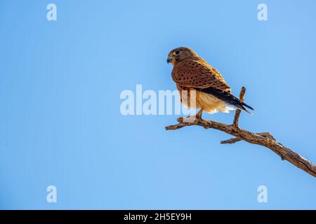 South African Kestrel perched on a branch isolated in blue sky in Kgalagadi transfrontier park, South Africa; specie Falco rupicolus family of Falconi Stock Photo