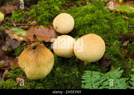 Common Earthball (Scleroderma citrinum) mushrooms at Beacon Hill Wood in the Mendip Hills, Somerset, England. Also known as Pigskin Poison Puffball. Stock Photo