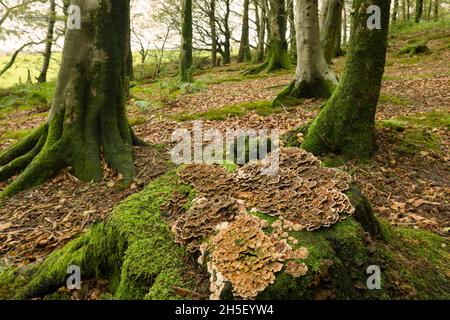 Turkey Tail (Trametes versicolor) mushrooms growing on an old tree stump amongst common beech trees at Beacon Hill Wood in the Mendip Hills, Somerset, England. Stock Photo