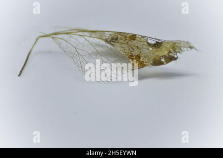 Delicate lace like pattern on decaying skeleton leaf in autumn set against a white background Stock Photo
