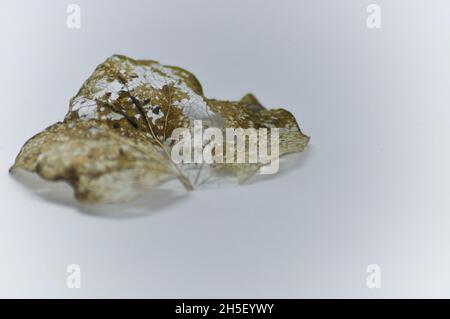 Delicate lace like pattern on decaying skeleton leaf in autumn set against a white background Stock Photo