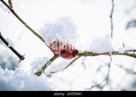 Close up of red rose hip berries, 'rosa canina', in winter covered by ice and snow Stock Photo