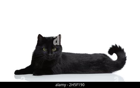 Portrait of beautiful graceful black purebred cat lying on floor isolated on white studio background. Animal life concept Stock Photo