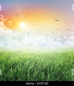 Meadow and green field under a colorful sky, low white clouds, flying birds and the rising sun Stock Photo