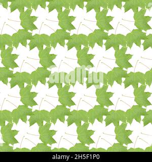 Green maple tree leaf, seamless pattern decoration textile pattern of maple leaves Stock Photo