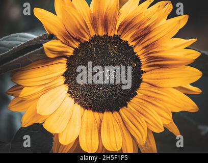 Floral Stock Photo