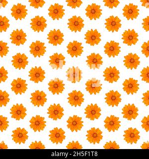 Gazania flower blossom, seamless pattern with natural flower yellow orange color, decoration textile Stock Photo