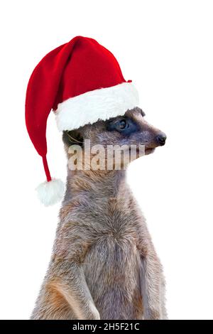 Suricate wearing a Santa Claus hat isolated on white background, fun christmas greeting card Stock Photo