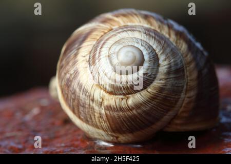 Macro shot of a spiral snail shell with brown and beige stripes on a wet surface Stock Photo
