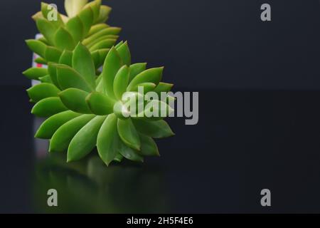 Echeveria decorative succulent indoor potted plant with fractal pattern of stem and fleshy leaves on black background Stock Photo