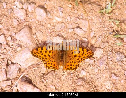Queen of Spain Fritillary, Issoria lathonia, Nymphalidae, butterfly, insect, animal,, Canton of Graubünden, Switzerland Stock Photo