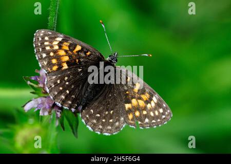 False heath Fritillary, Melitaea diamina, Nymphalidae, butterfly, insect, animal, near Andeer, Canton of Graubünden, Switzerland Stock Photo