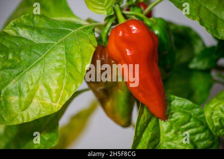 fatali red chili pepper Stock Photo