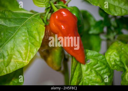 fatali red chili pepper Stock Photo