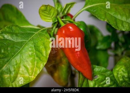 fatali red chili pepper Stock Photo