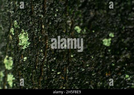 The close-up texture of tree bark. The rough surface surface of natural tree bark background and trunk. Stock Photo