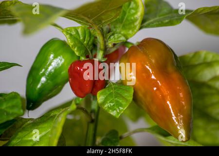 fatali red chili pepper Stock Photo