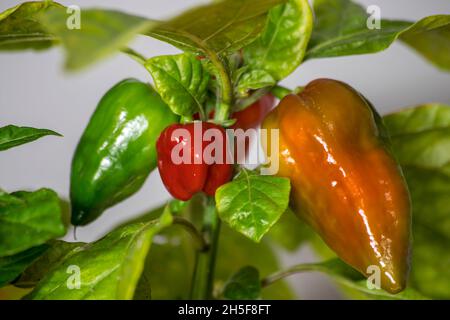 fatali red chili pepper Stock Photo