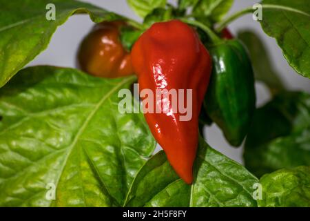 fatali red chili pepper Stock Photo