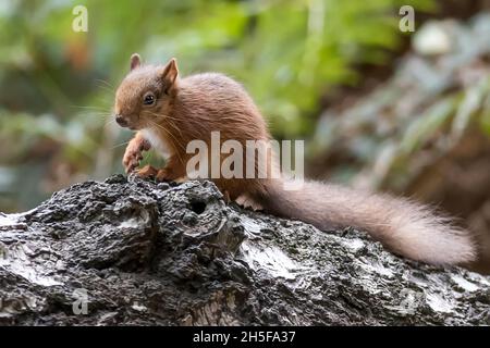 Searching for food, Eurasian red squirrel, Sciurus vulgaris, National Trust, Brownsea Island, Dorset, UK Stock Photo