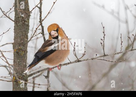 Hawfinch Coccothraustes coccothraustes. A songbird sits on a tree stick in the forest in winter. Stock Photo