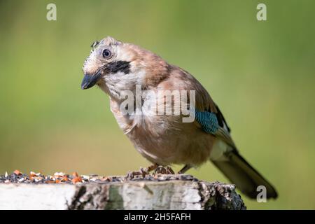 Eurasian jay Garrulus glandarius. Sitting on a bird feeder. Stock Photo