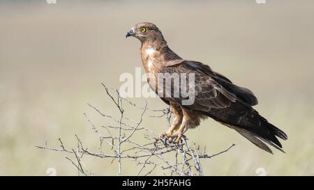 Portrait of European Honey Buzzard Pernis apivorus. Sitting on a branch. Stock Photo